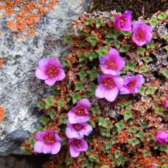 Purple Saxifrage thumbnail 4