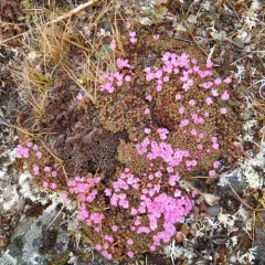 Gorman's Douglasia thumbnail 2
