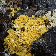 Yellow Lichen thumbnail 2