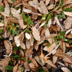 Ajan Mountain-avens thumbnail 2