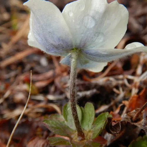 Small-flower Anemone