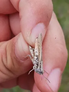 Texas Range Grasshopper thumbnail 2
