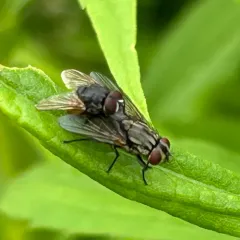 Face fly thumbnail 4