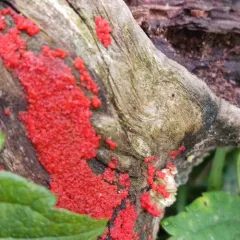 Tulasnella aurantiaca thumbnail 3