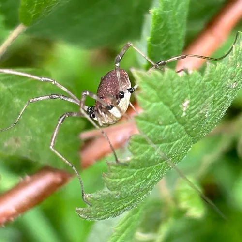 Speckled Harvestman