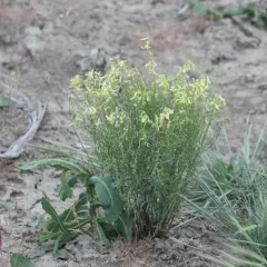 basalt milkvetch thumbnail 3