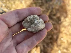 Cazia flexiascus thumbnail 3