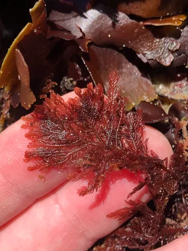 Southern Sea Fern