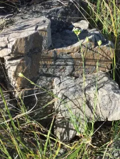 Fendler's sandwort thumbnail 2
