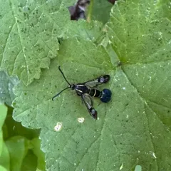 Currant Clearwing Moth thumbnail 3