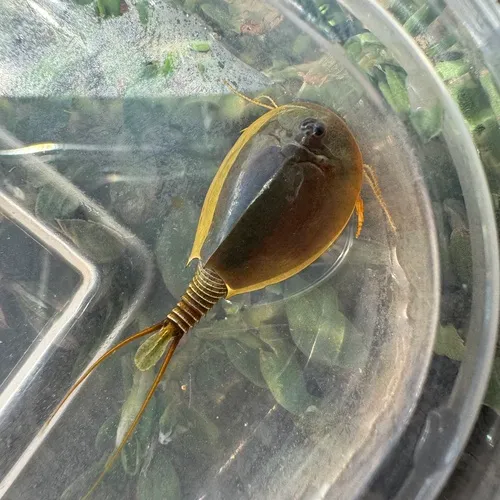 Cryptic Tadpole Shrimp