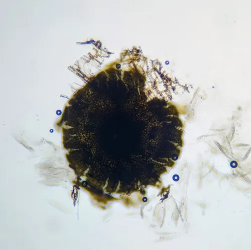 Ophiobolus anguillides