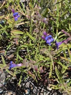 Roezl's penstemon thumbnail 3