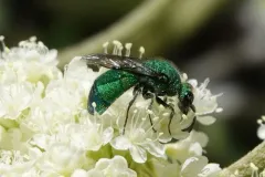 Chrysurissa densa thumbnail 1