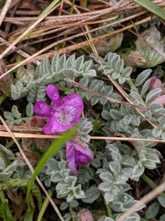 Silverleaf Milkvetch thumbnail 2