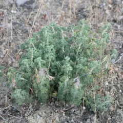 Bud Sagebrush thumbnail 4