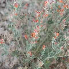 Gooseberryleaf Globemallow thumbnail 4