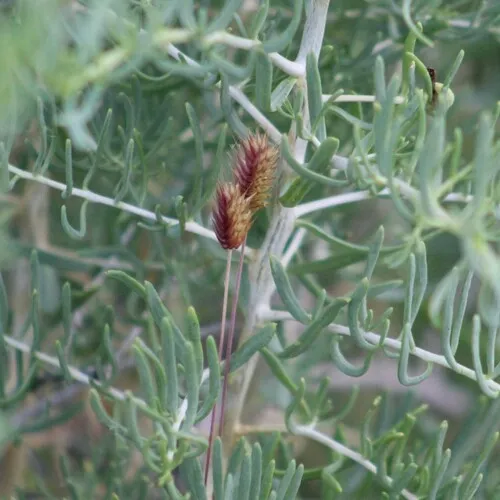 Oriental False Wheatgrass