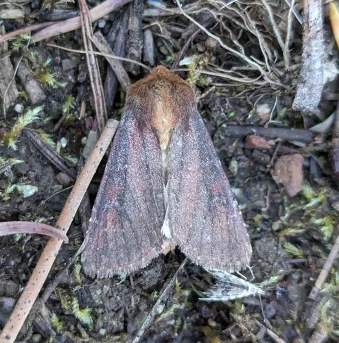 Maroonwing Moth