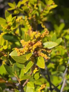 huckleberry oak thumbnail 4