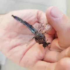 Great Blue Skimmer thumbnail 4