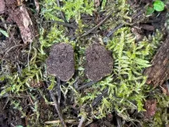 Hymenogaster parksii thumbnail 2