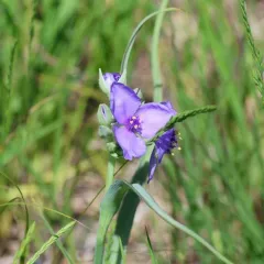 Western Spiderwort thumbnail 4