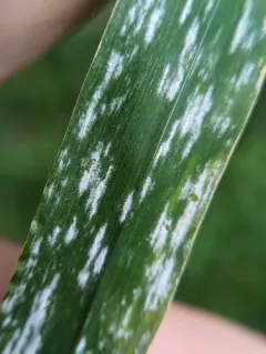 Blumeria graminicola thumbnail 2