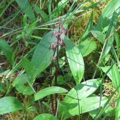 Southern Twayblade thumbnail 4