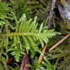 Oregon Beaked Moss thumbnail 2