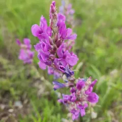 Lambert's Locoweed thumbnail 4