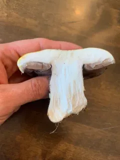 Agaricus moronii thumbnail 4