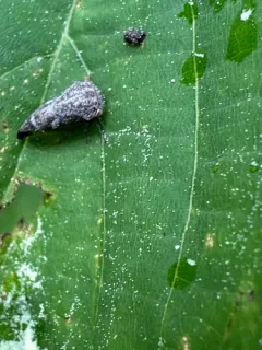 Ophiderma pubescens thumbnail 4