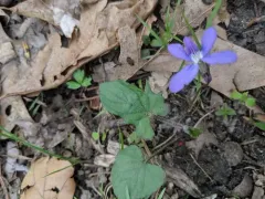 three-lobed violet thumbnail 2