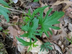 Viola baxteri thumbnail 2