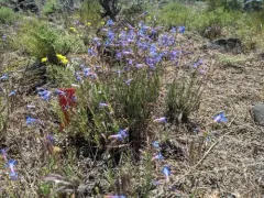 narrow-leaf penstemon thumbnail 3