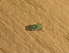 Macrosteles parvidens thumbnail 2