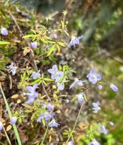 large-flowered tonella thumbnail 3