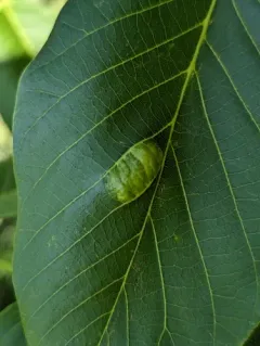 Walnut Blister Mite thumbnail 2