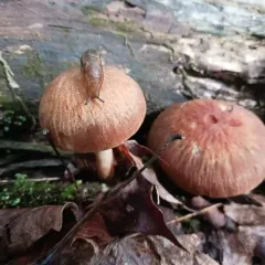 wrinkled psathyrella thumbnail 2