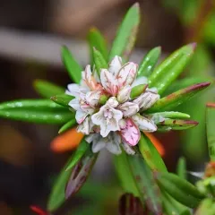 beach knotweed thumbnail 1