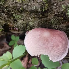 Pleated Pluteus thumbnail 1