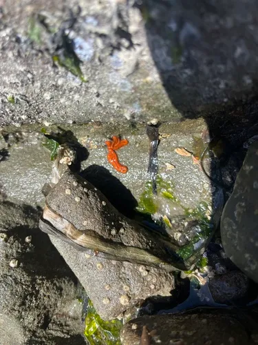 Red Ribbon Worm