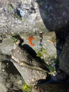 Red Ribbon Worm thumbnail 1