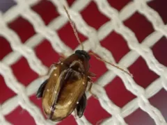 Potato Flea Beetle thumbnail 4
