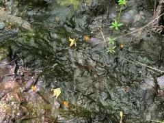 Mitrula lunulatospora thumbnail 2