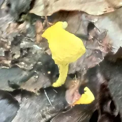 golden coincap thumbnail 3