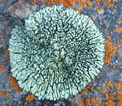 Sagebrush Rim-lichen thumbnail 3