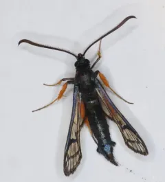 Synanthedon fulvipes thumbnail 3