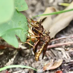 Butterflyhunter thumbnail 3